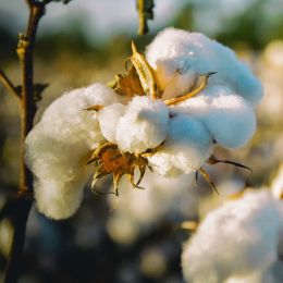 Zwei weiße Blüten einer Baumwolle Pflanze
